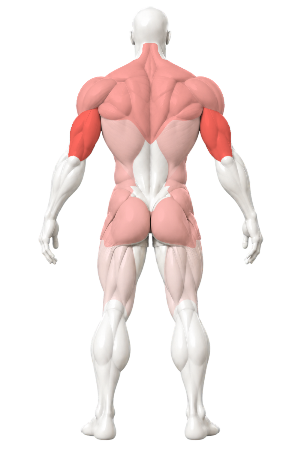 Back view comparing completed sets by muscle group from sample workouts
