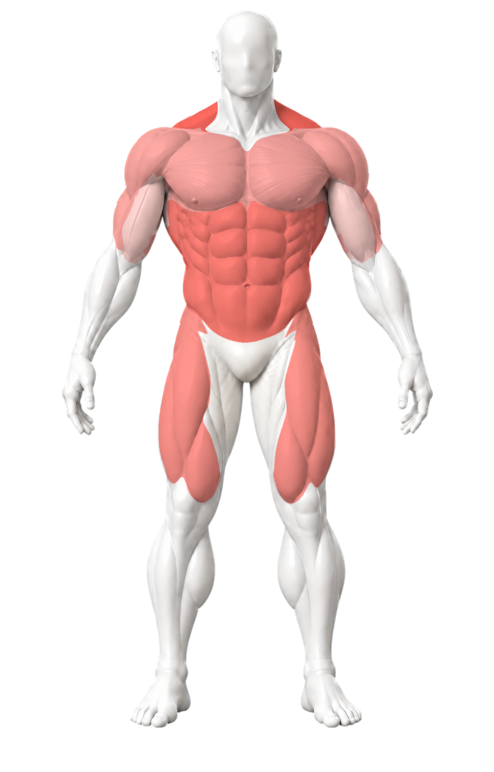 Front muscle history from sample workouts, with recently trained muscles in coral